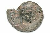 Iridescent, Pyritized Ammonite (Quenstedticeras) Fossil - Russia #336214-1
